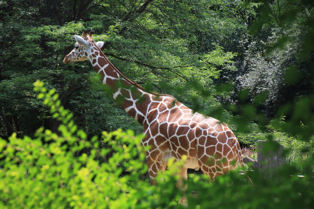 Giraffe On A Stroll by randy23