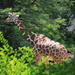 Giraffe On A Stroll by randy23