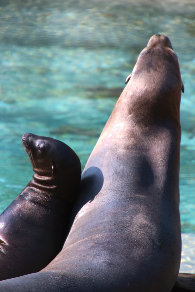Sea Lion And Baby by randy23