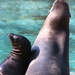Sea Lion And Baby by randy23