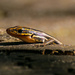 Mr Skink Coming Up for Some Sunshine! by rickster549