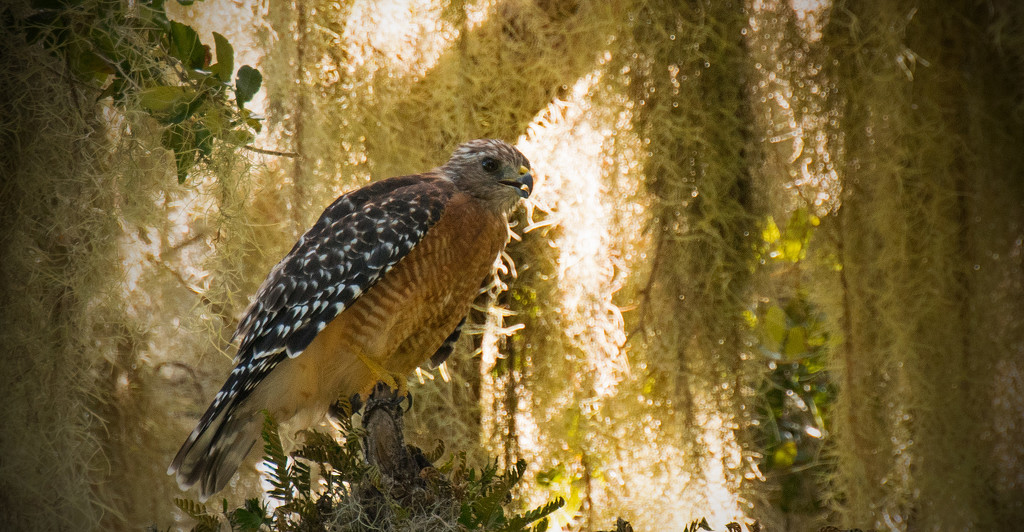 Red Shouldered Hawk Amongst the Moss! by rickster549