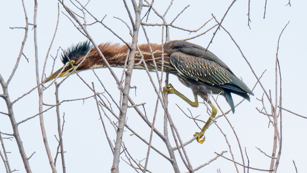 Green Heron in a tree by rminer