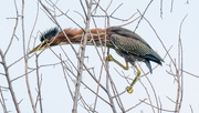 10th Aug 2017 - Green Heron in a tree
