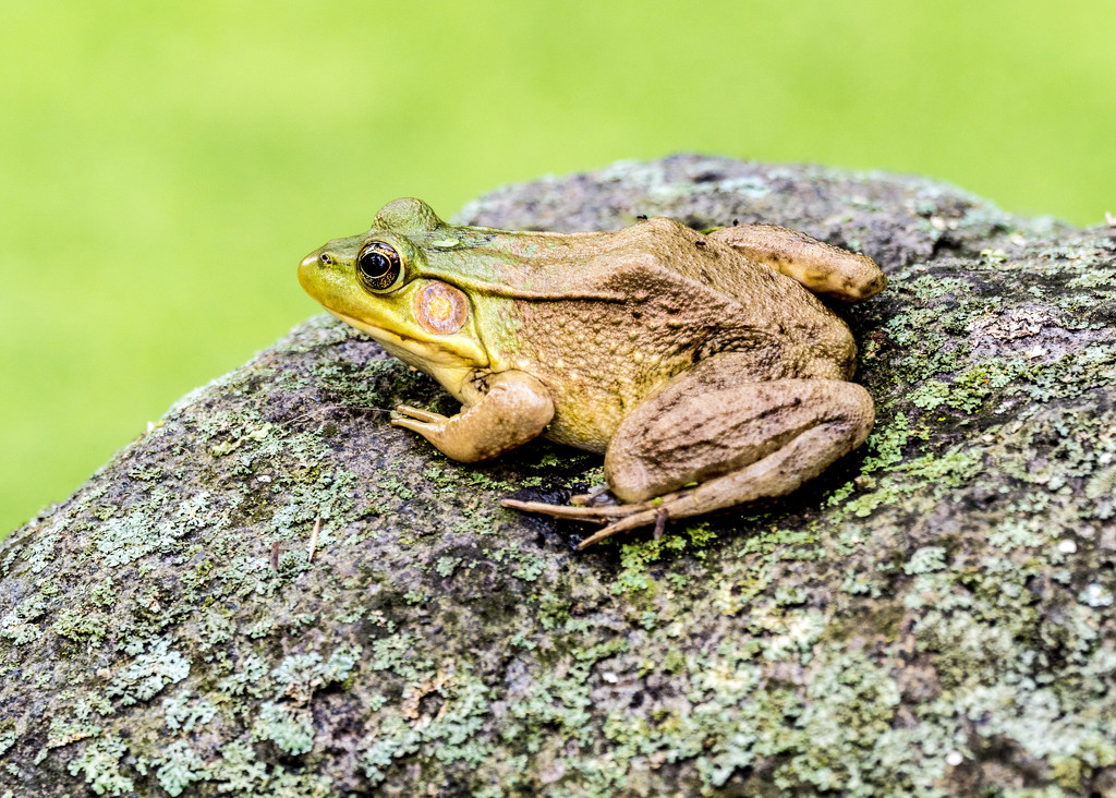 Frog Profile on a rock by rminer
