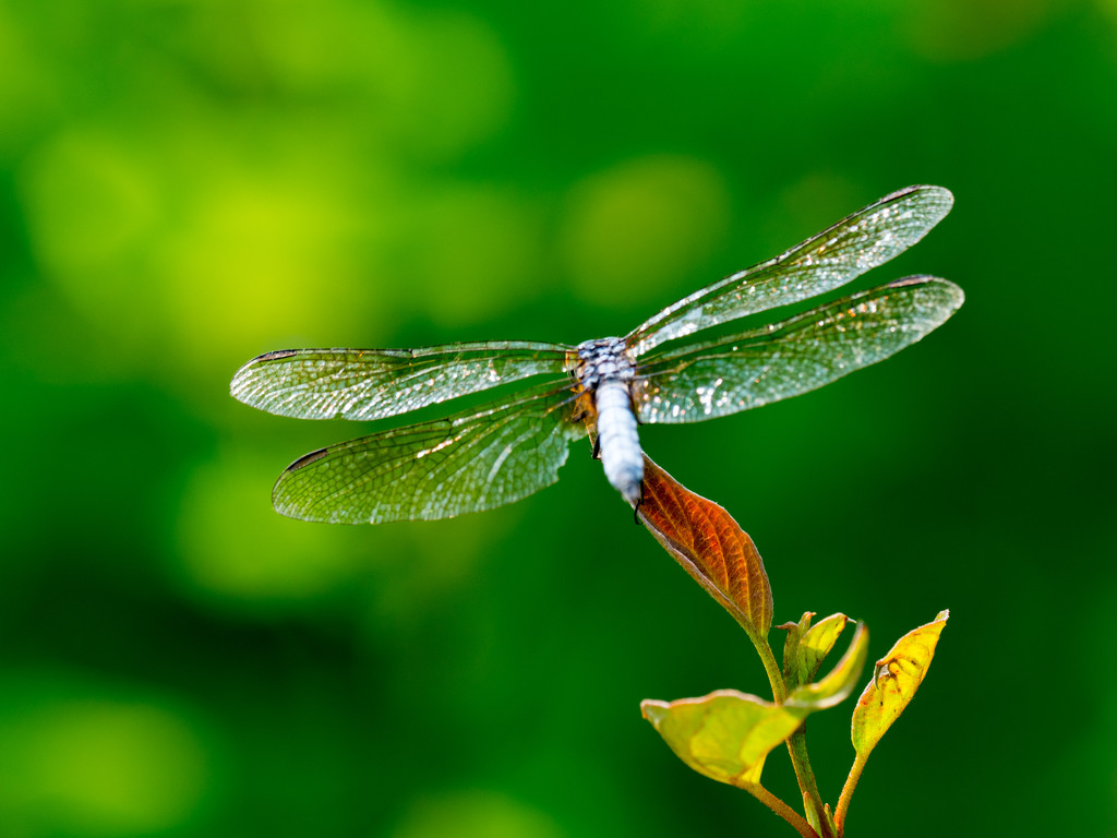 Dragonfly Backside by rminer