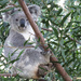 hang loose by koalagardens