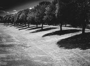10th Aug 2017 - Trees and Shadows