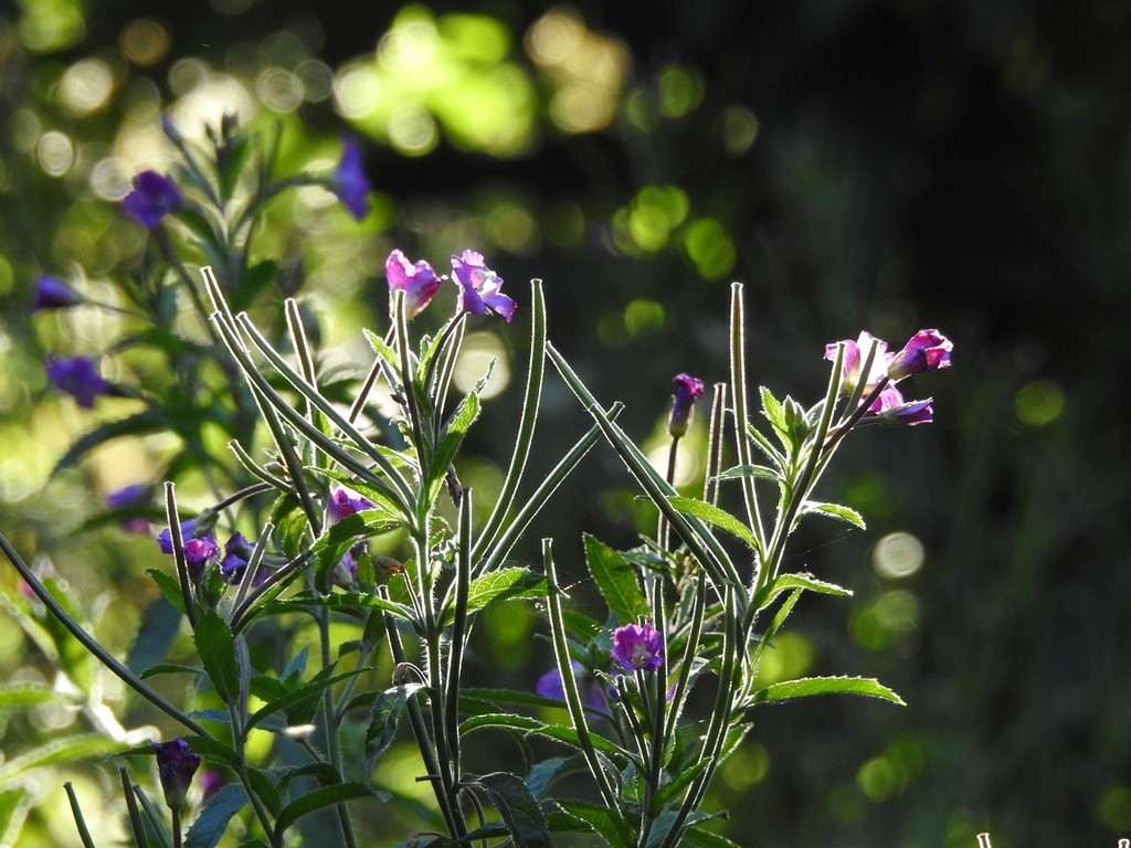 Backlit Willowherb by roachling