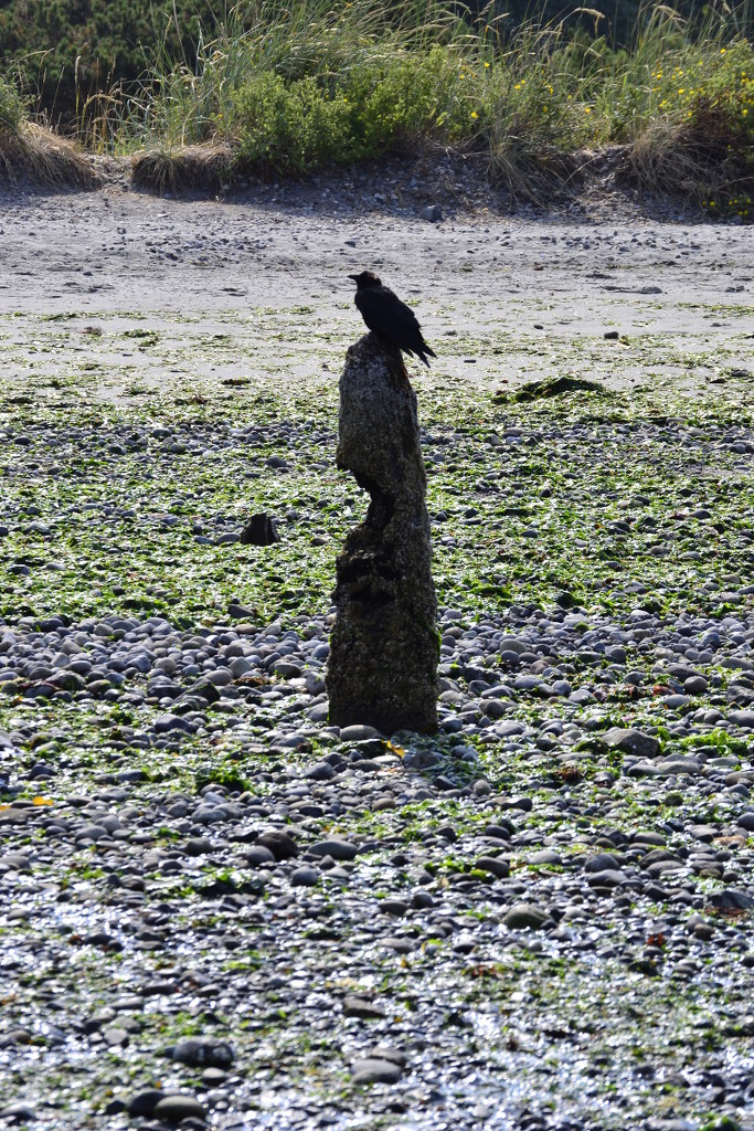 Crow Pole by stephomy
