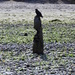 Crow Pole by stephomy