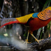a spectacularly colored bird by jyokota