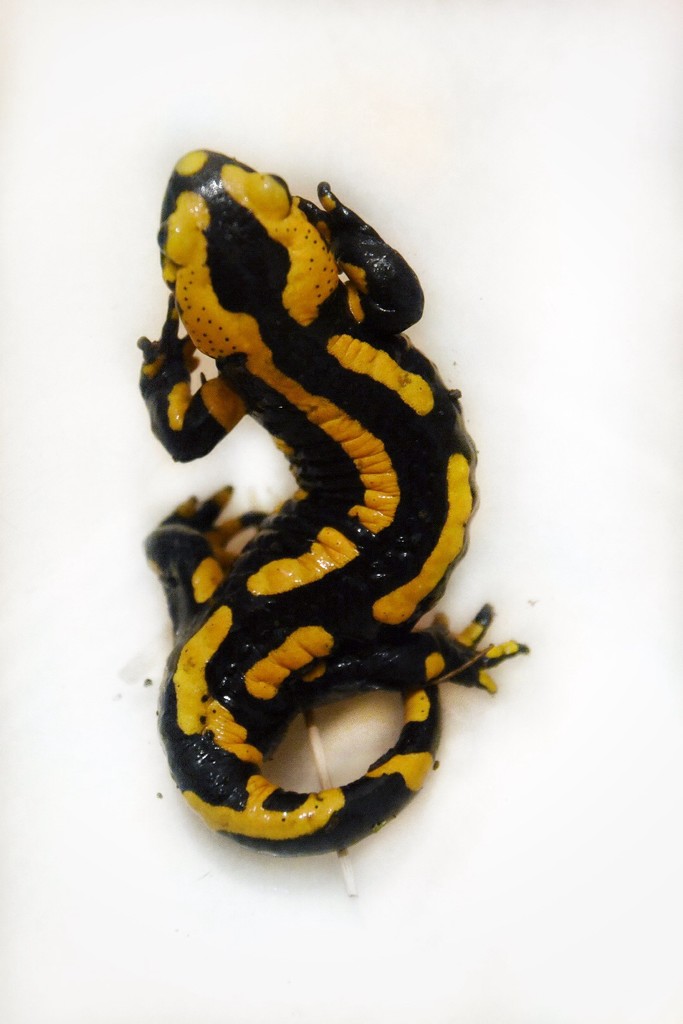 Little fire salamander guy by vera365