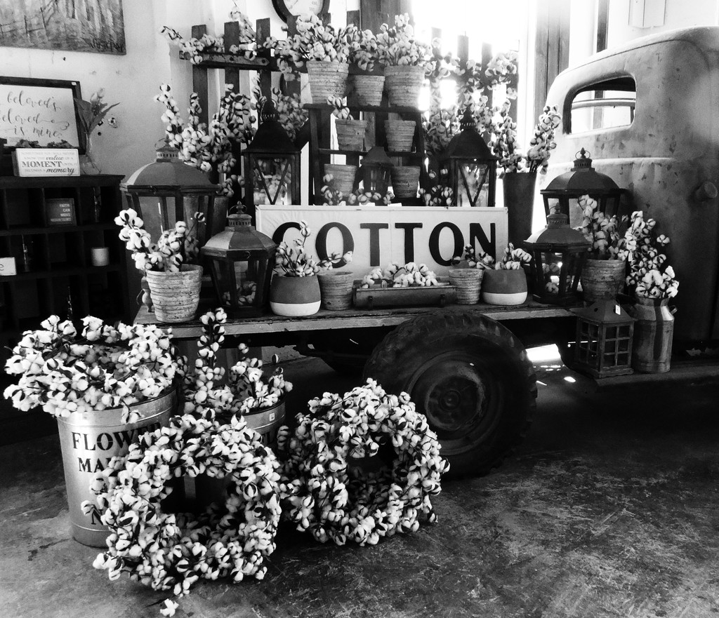Land Of Cotton by linnypinny