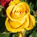 Yellow Rose by marylandgirl58