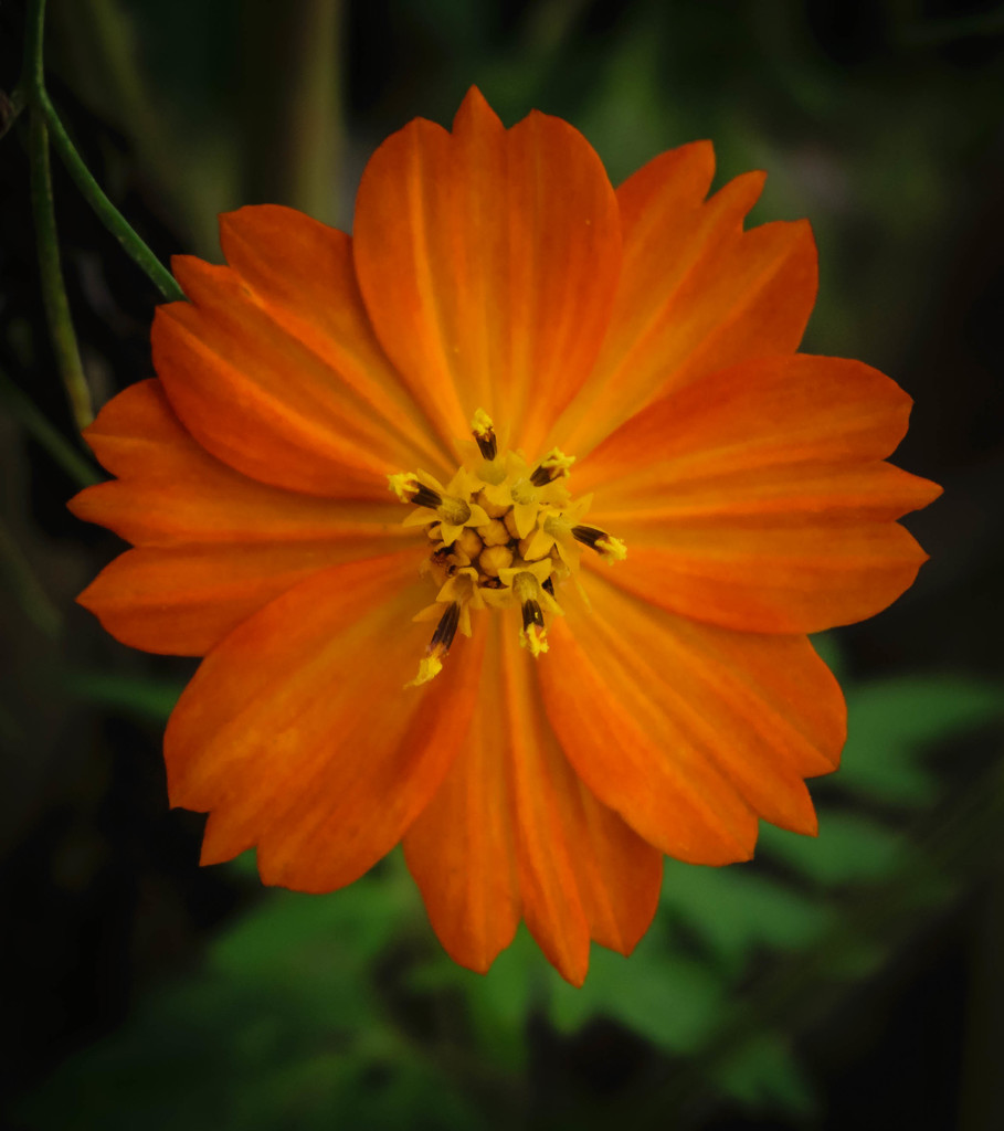 Orange Symmetry by marylandgirl58