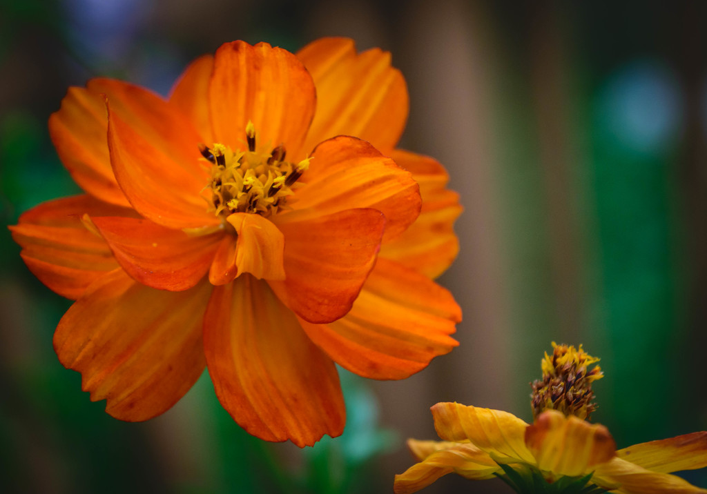 Orange Wildflowers by marylandgirl58