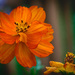 Orange Wildflowers by marylandgirl58