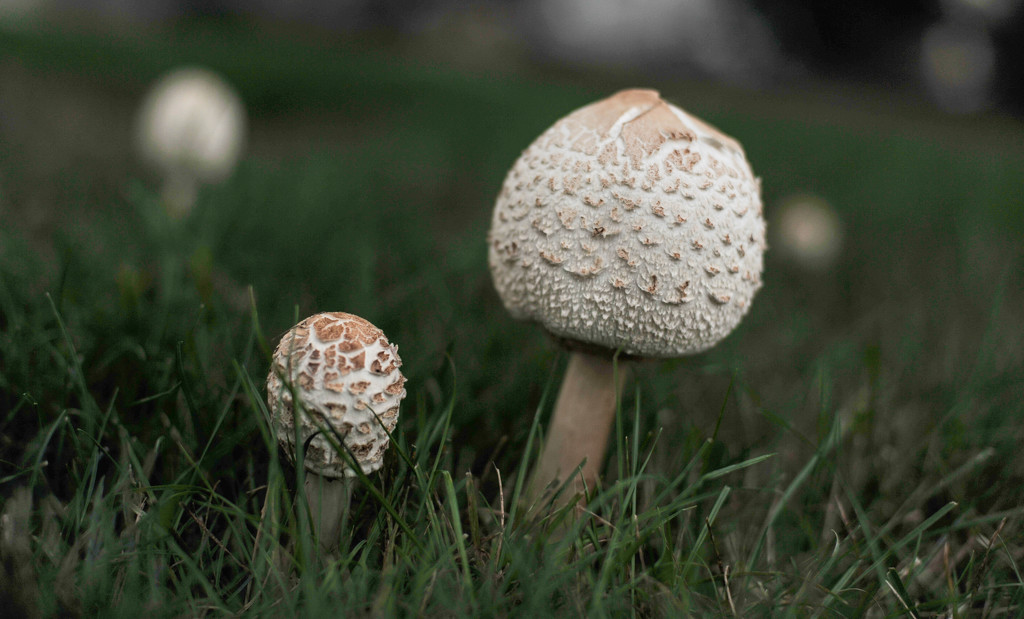 Nighttime Fungi by loweygrace