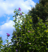 10th Aug 2017 - Rose of Sharon getting tall