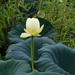 White Lotus by kareenking