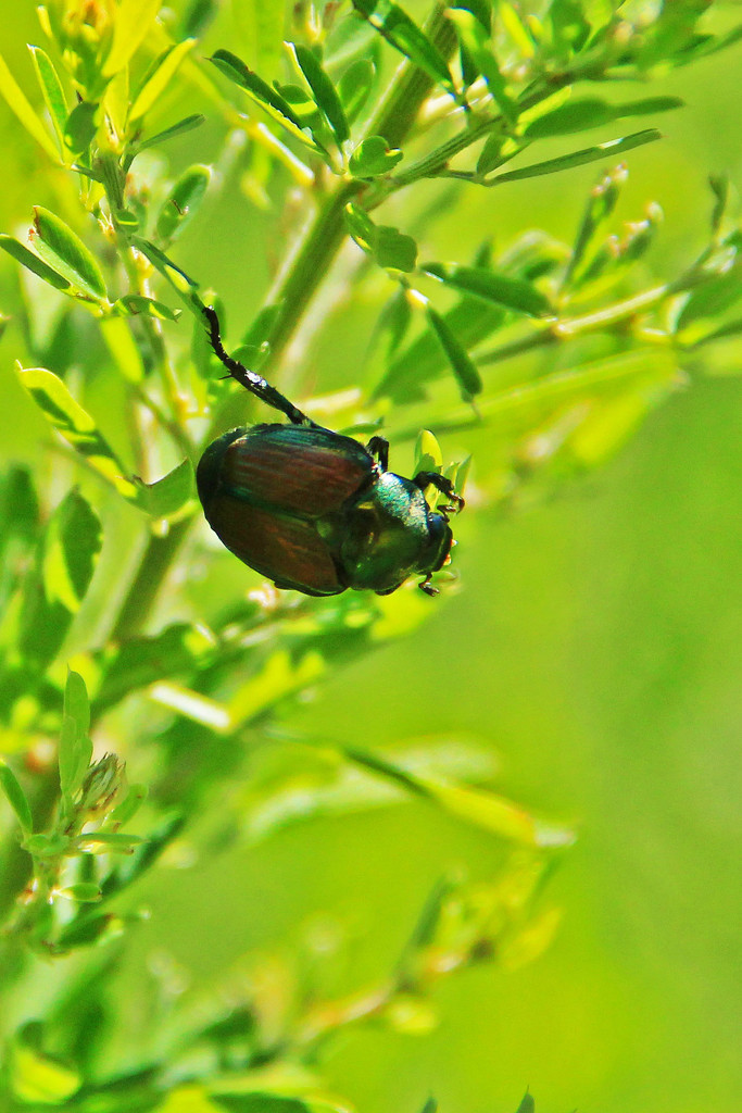 8-10 beetle by milaniet