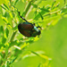 8-10 beetle by milaniet