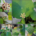 Lotus plant budding by randystreat