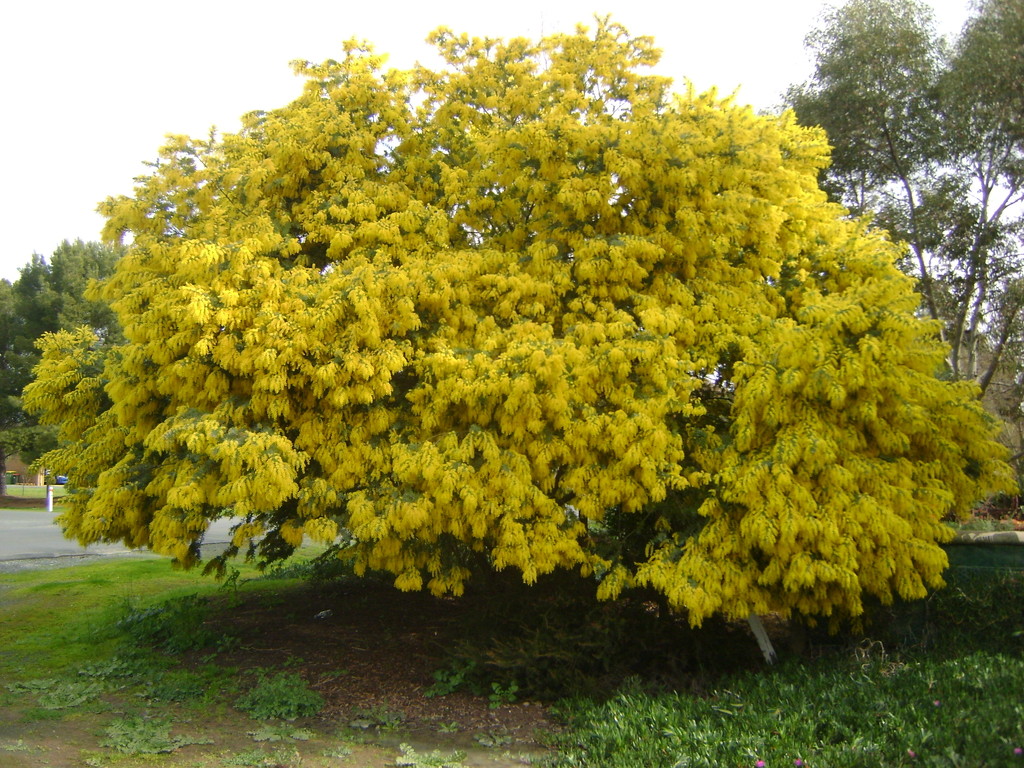 Golden tree by marguerita
