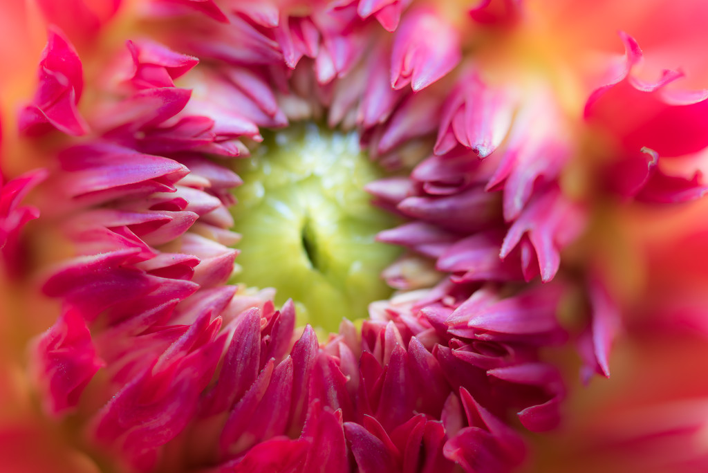 Dahlia Close Up by kwind