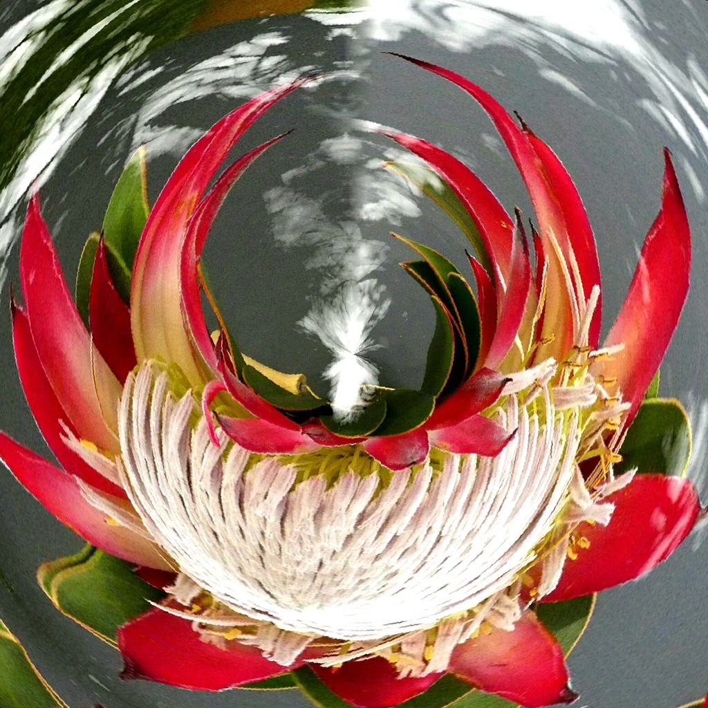Our national flower, King Protea for Etsooi. by ludwigsdiana