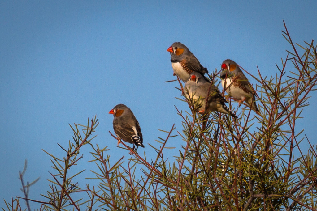 Outback finches by pusspup