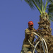 Cleaning the Palm Trees by evalieutionspics