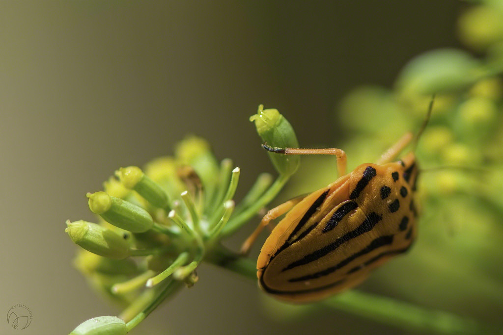 Fennel Beetle or Tiger in Disguise by evalieutionspics