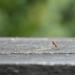 Bug/Bee by nickspicsnz