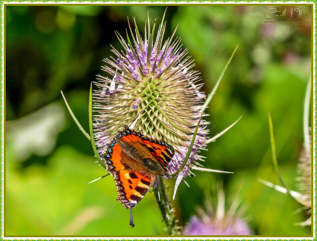 Small Tortoiseshell Butterfly And Teasel by carolmw