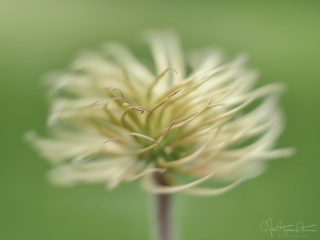 Clematis by atchoo