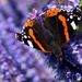 Red Admiral by atchoo