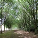 Avenue of Trees by g3xbm