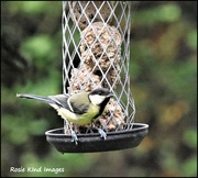 11th Aug 2017 - Great Tit
