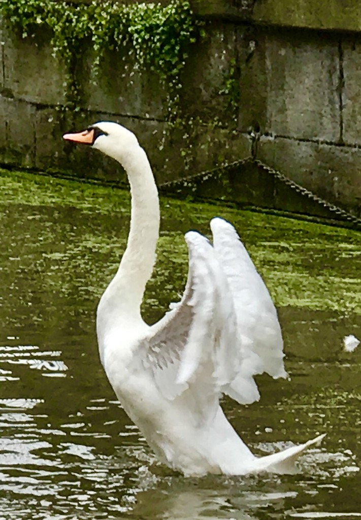Swan Lake by carole_sandford