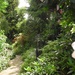 DSCN3137 my garden in july by marijbar