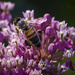 Bee-utiful by jgpittenger