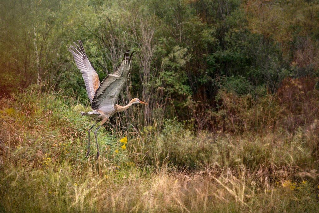 Sandhill Crane on the Move by taffy