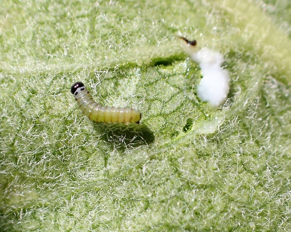 Newborn Monarch Caterpillar by cjwhite