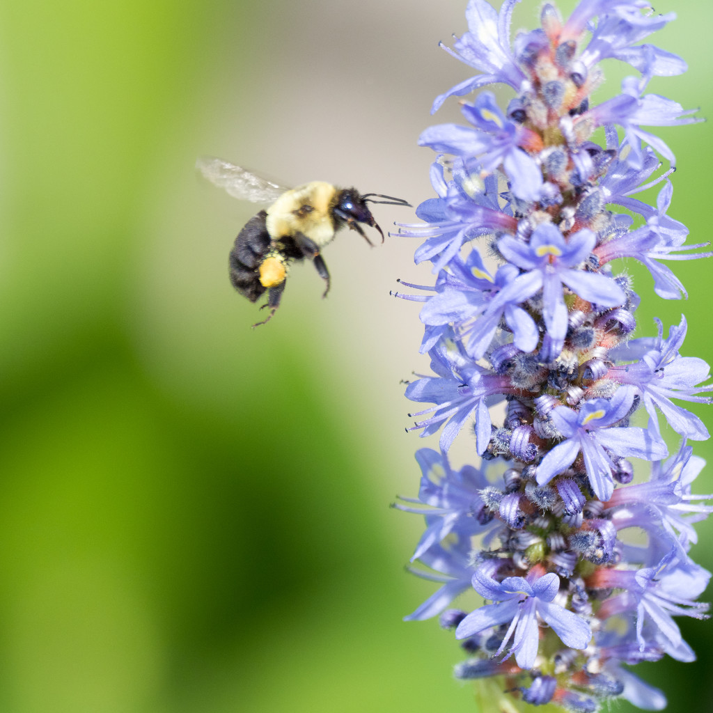 Bee and Pickerel Weed by rminer
