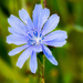 Chicory by rminer