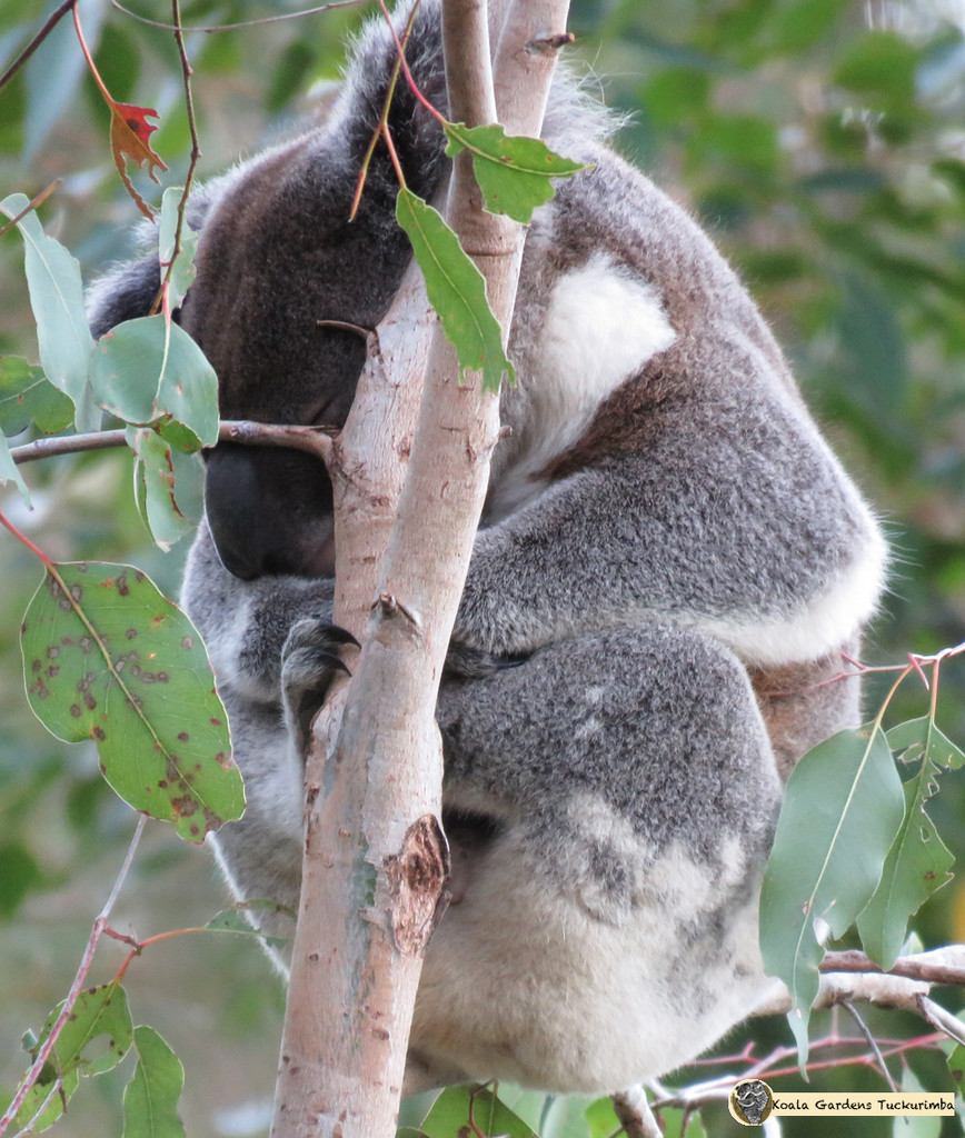 weightbearing by koalagardens