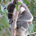 weightbearing by koalagardens