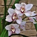 Cymbidium Orchid ~ by happysnaps